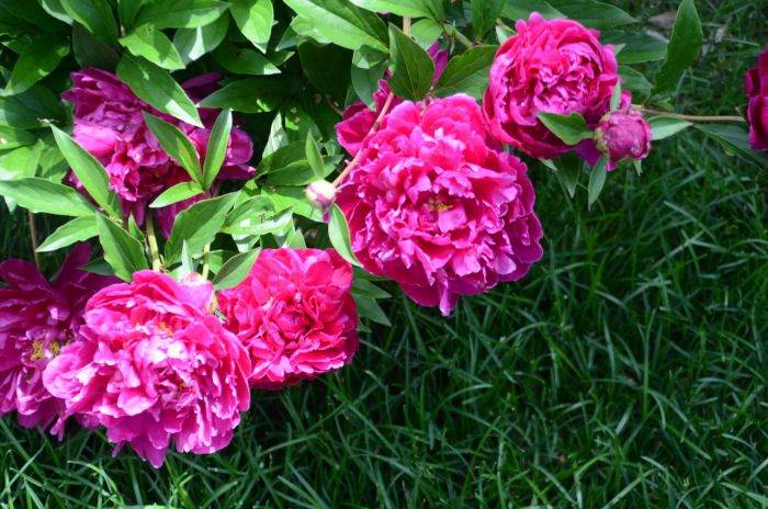 May flowers in Lincoln, NE