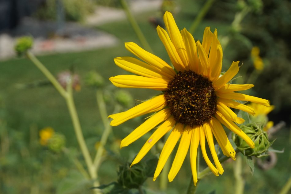 sunflower