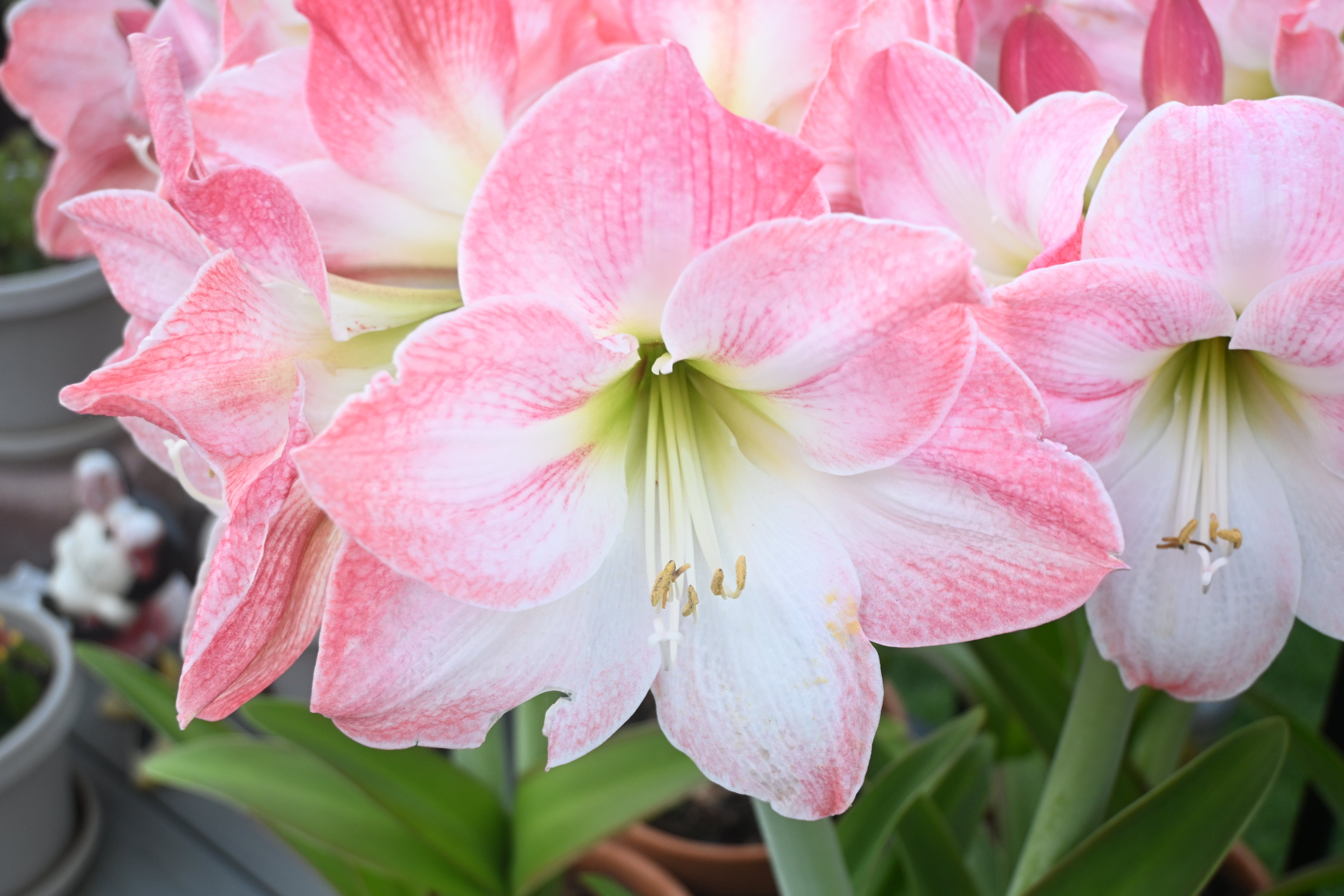 Pink amaryllis flowers with white centers blooming in a garden setting.
