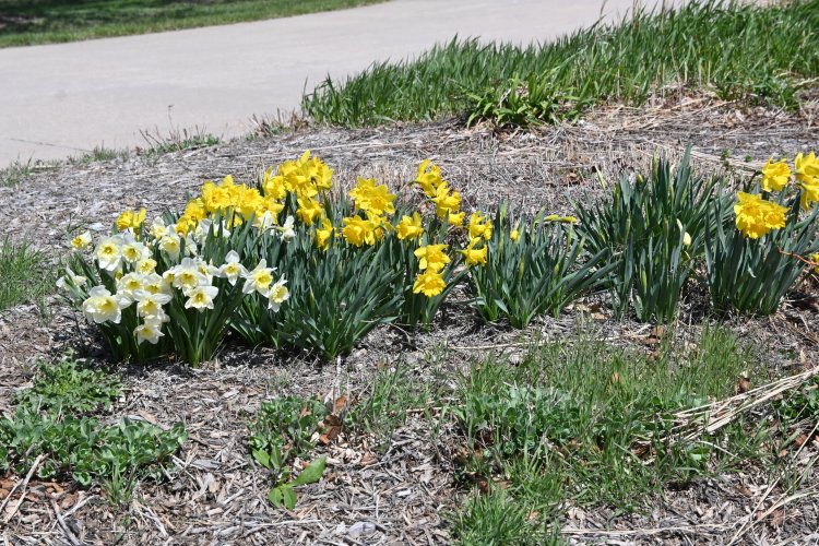 Spring Flowers