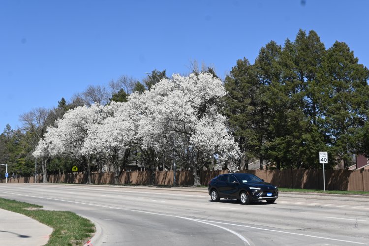 Spring trees in bloom