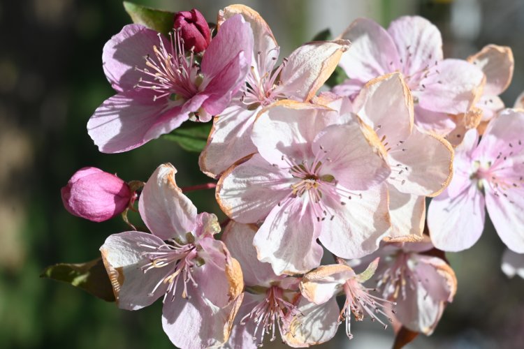 Spring trees in bloom