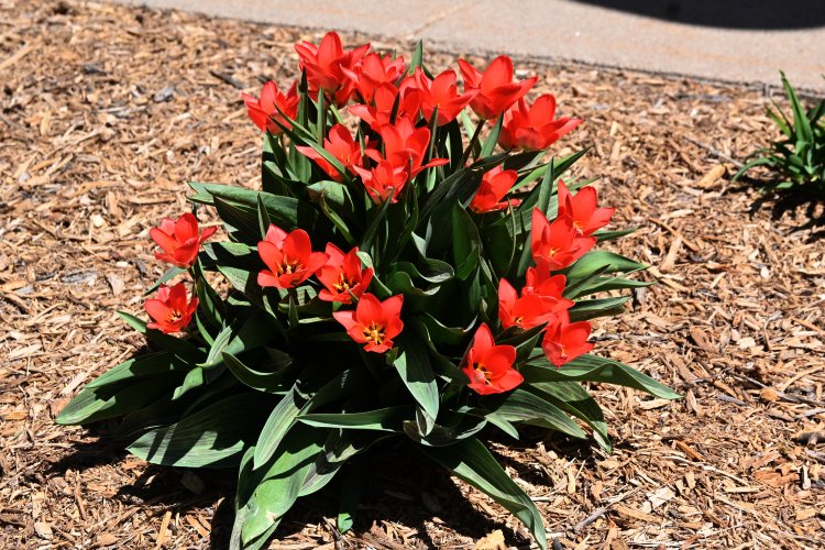 Spring flowers