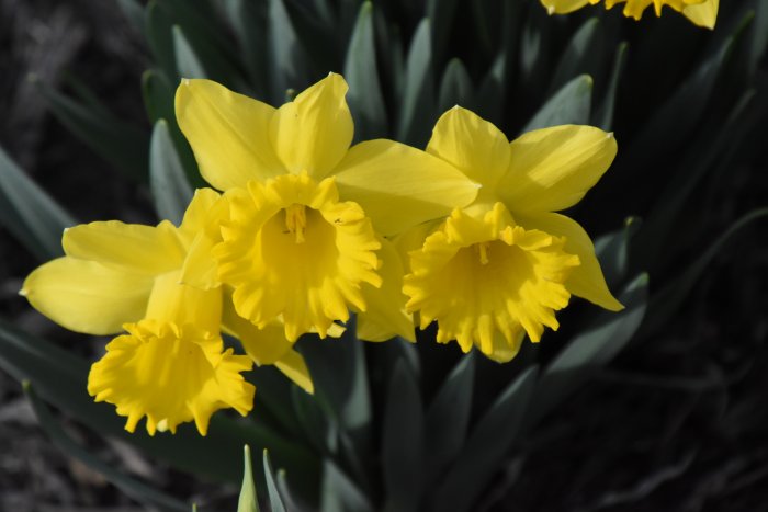 Daffodils in Lincoln