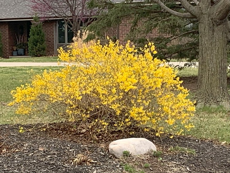 Forsythia in bloom