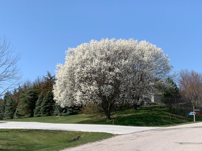 Trees Blossoming