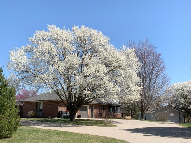 Trees Blossoming