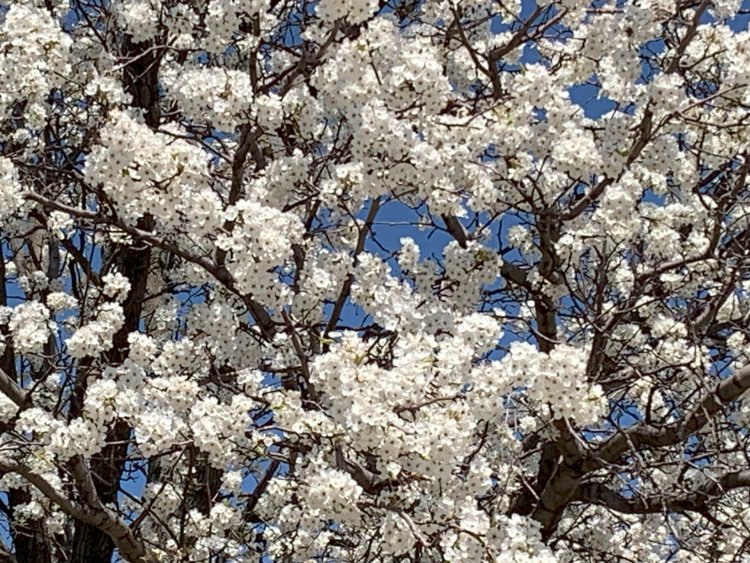 Trees Blossoming