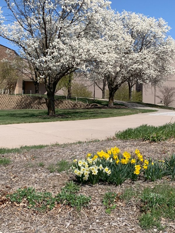 Trees Blossoming