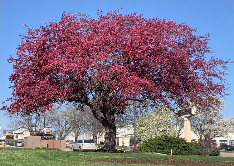 Trees Blossoming