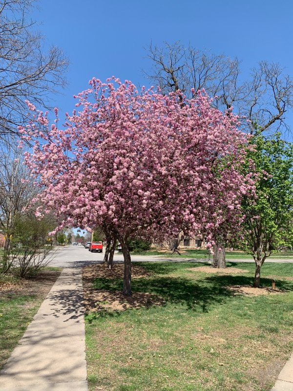 Trees Blossoming