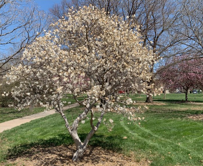 Trees Blossoming