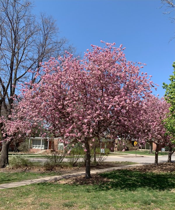 Trees Blossoming