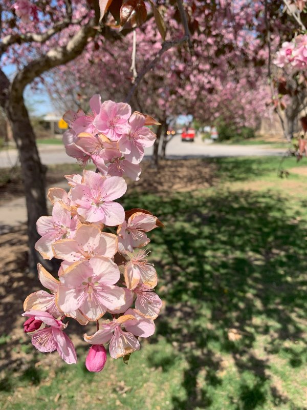Trees Blossoming