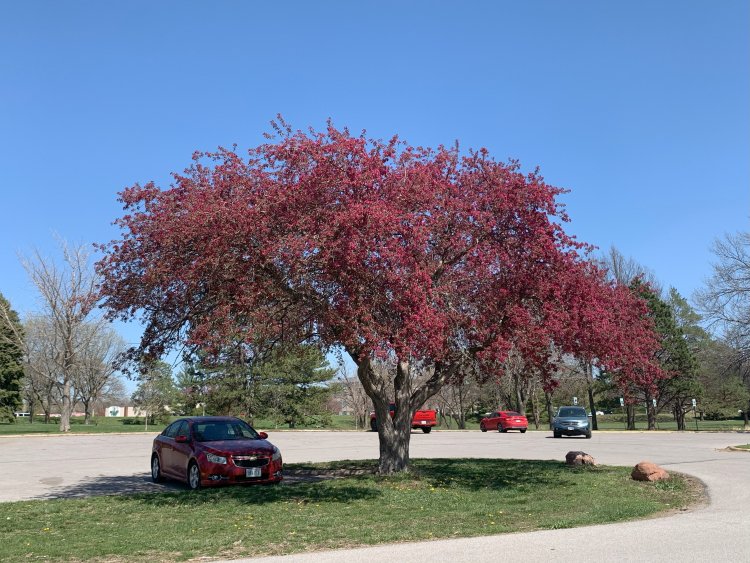 Trees Blossoming