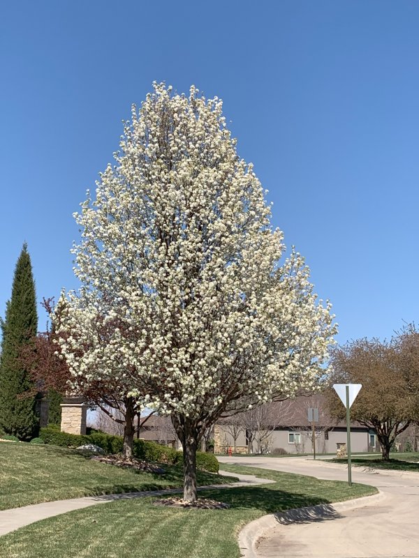 Trees Blossoming
