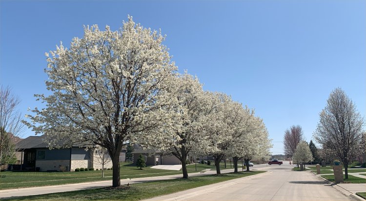 Trees Blossoming