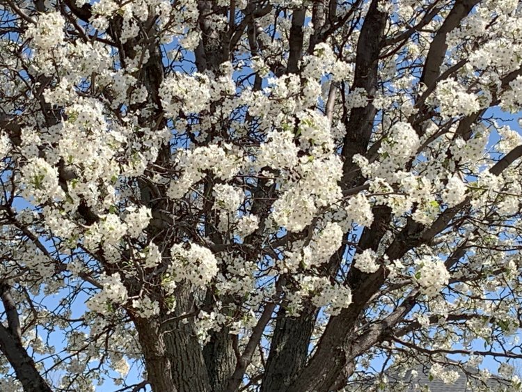 Trees Blossoming