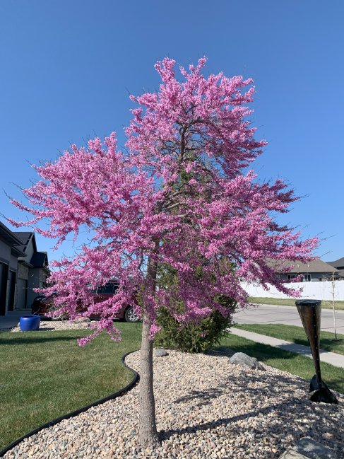 Spring Blosssoms