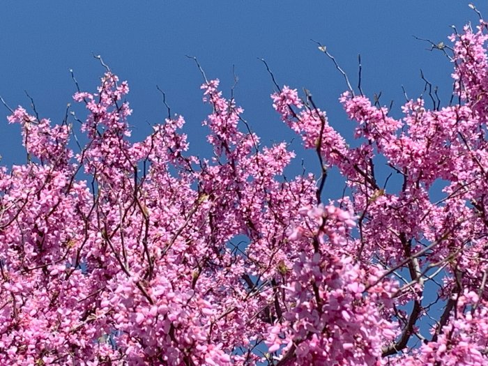 Spring Blosssoms