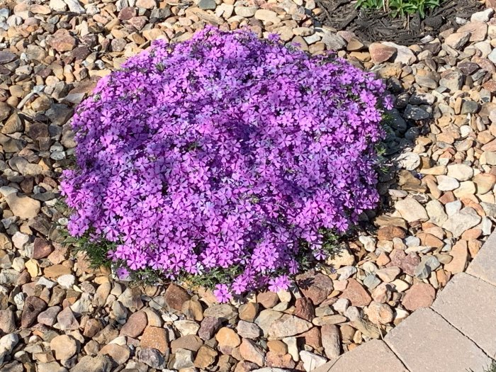 Spring Flowers