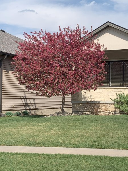 Spring Blosssoms
