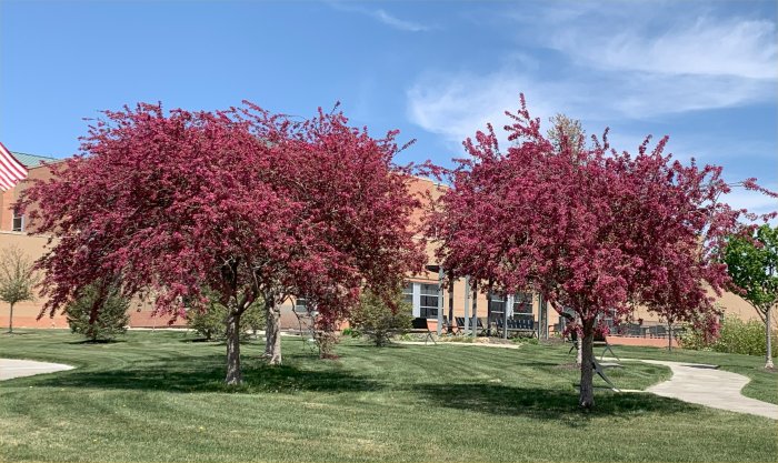 Spring Blosssoms