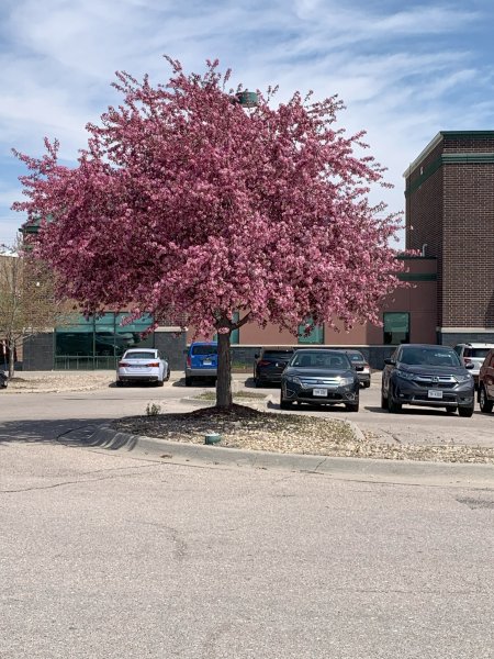 Spring Blosssoms