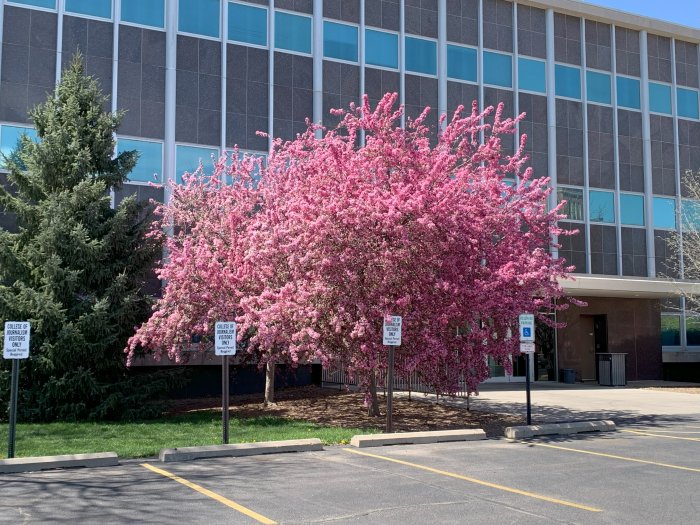Spring Blosssoms
