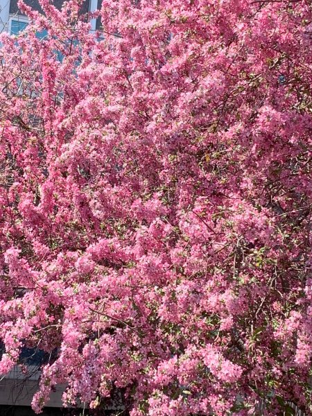 Spring Blosssoms