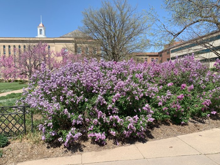 Spring Blosssoms