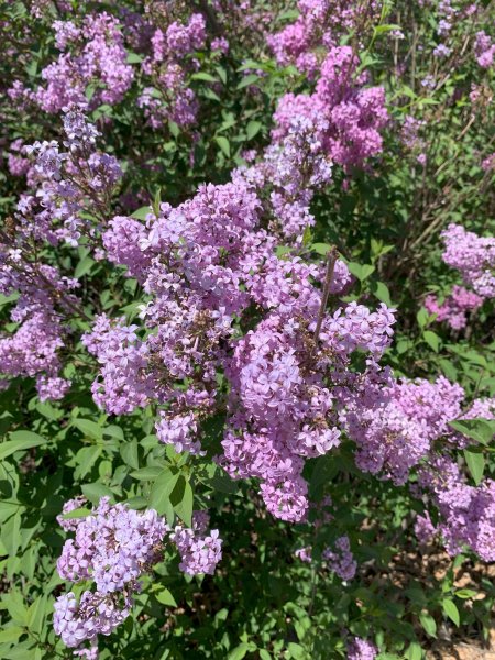 Spring Blosssoms