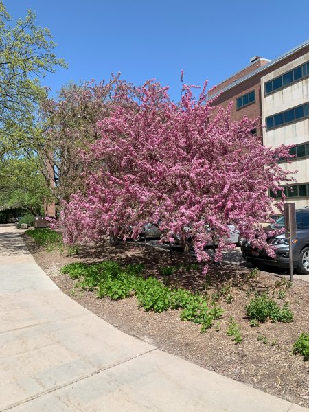 Spring Blosssoms