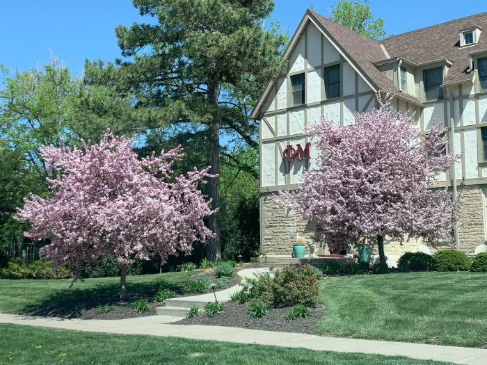 Spring Blosssoms