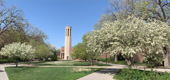 Spring Blosssoms
