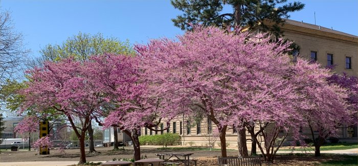 Spring Blosssoms