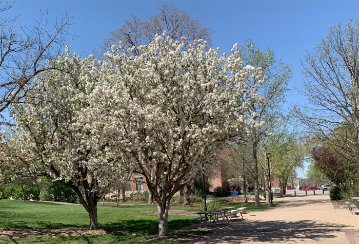 Spring Blosssoms