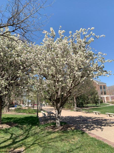 Spring Blossums