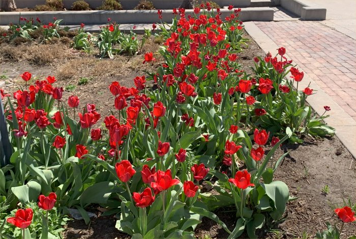 Spring Flowers
