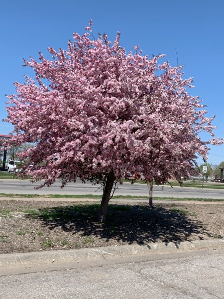Spring Blossums