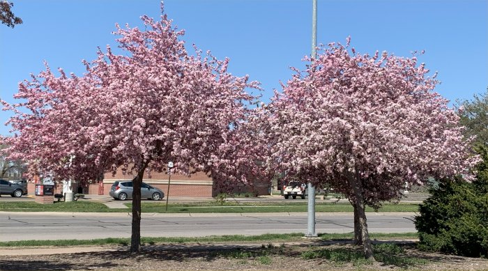 Spring Blossums