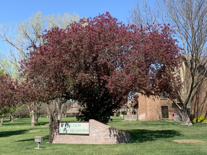 Spring Blossums
