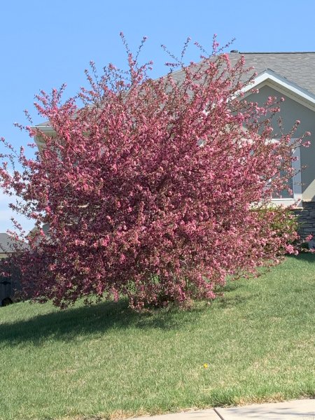 Spring Blossums