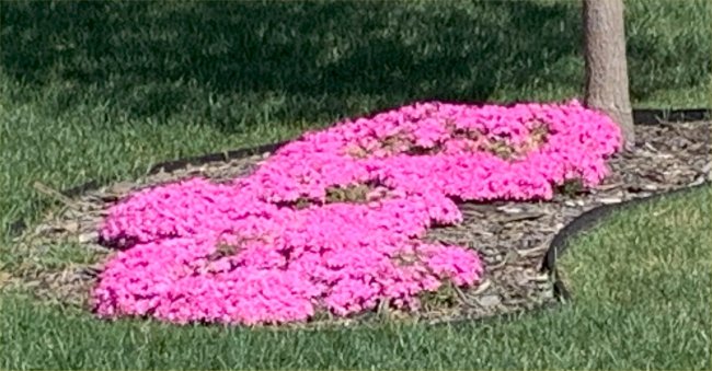Spring Flowers
