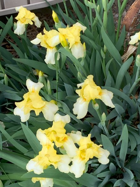 Spring Flowers