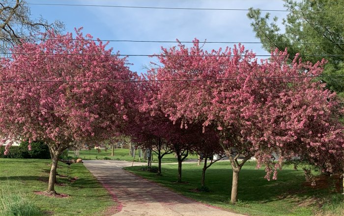 Spring Blossums
