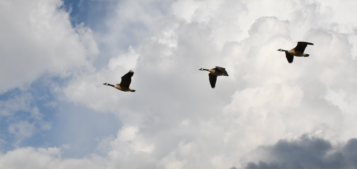 Geese flying with thunderstorm louds