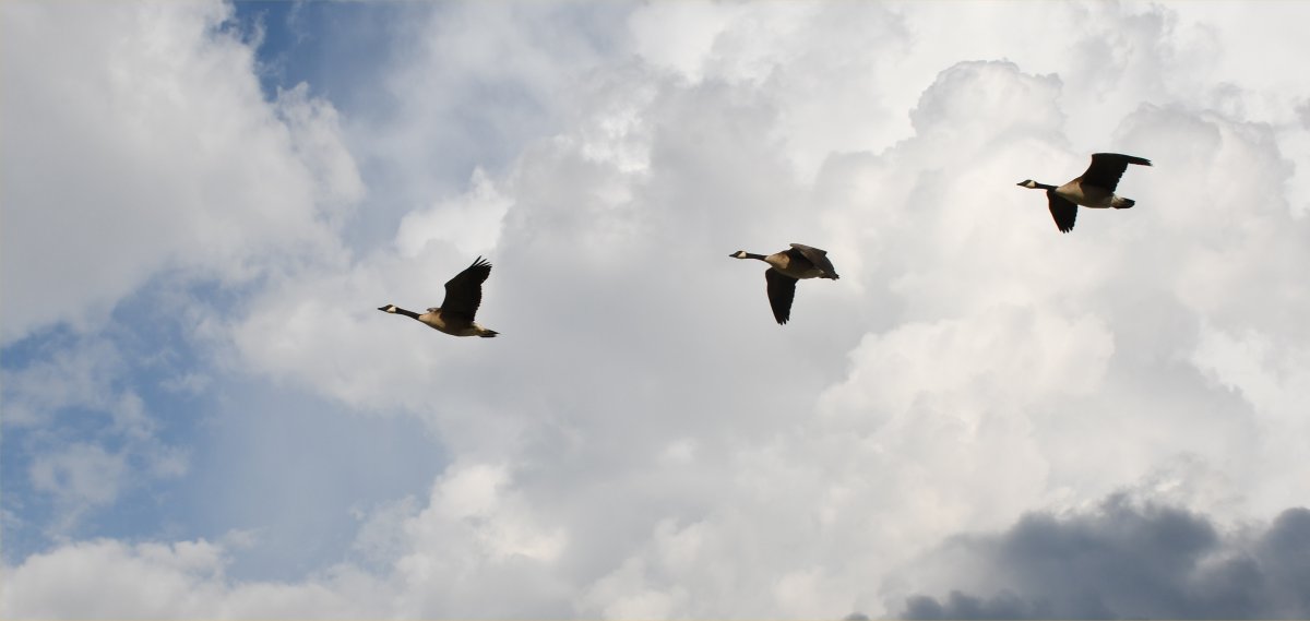 Storm clouds and geese flying by