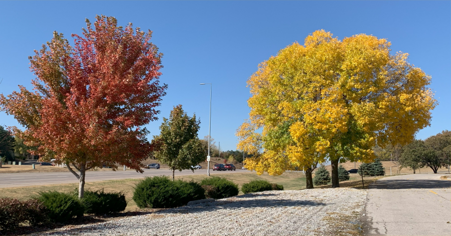 colorful trees during the fall