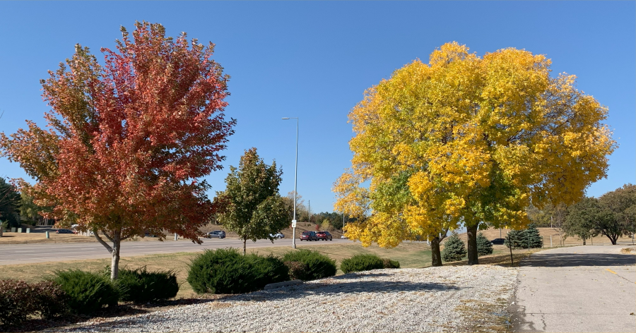 Two trees in fall, one with red leaves and one with yellow leaves, under a clear blue sky.
